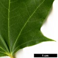 SpeciesSub: var. sinicum SpeciesSub: var. sinicum